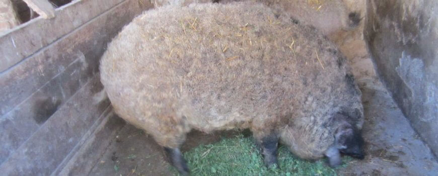 A térhódító mangalica, TájGazda